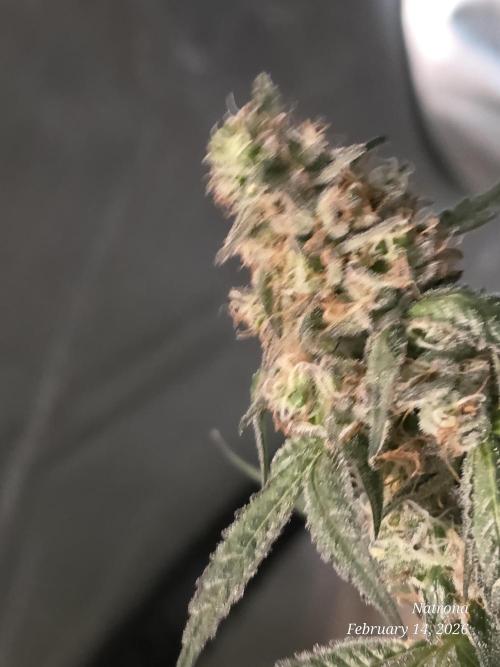 Straw-Trop Cherry Strng Seeds. Week 15