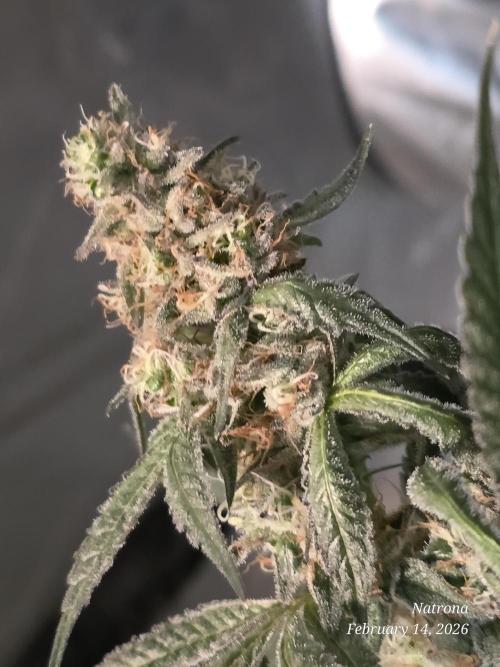 Straw-Trop Cherry Strng Seeds. Week 15