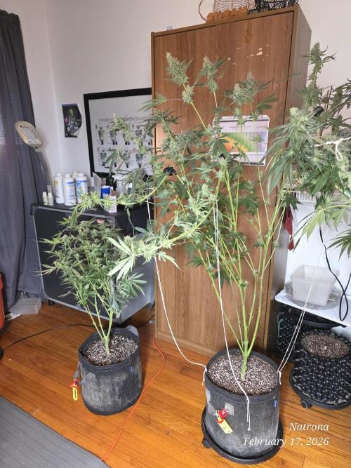 Straw-Trop Cherry Strng Seeds. Week 15