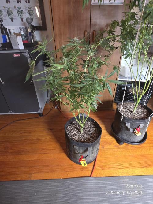 Straw-Trop Cherry Strng Seeds. Week 15