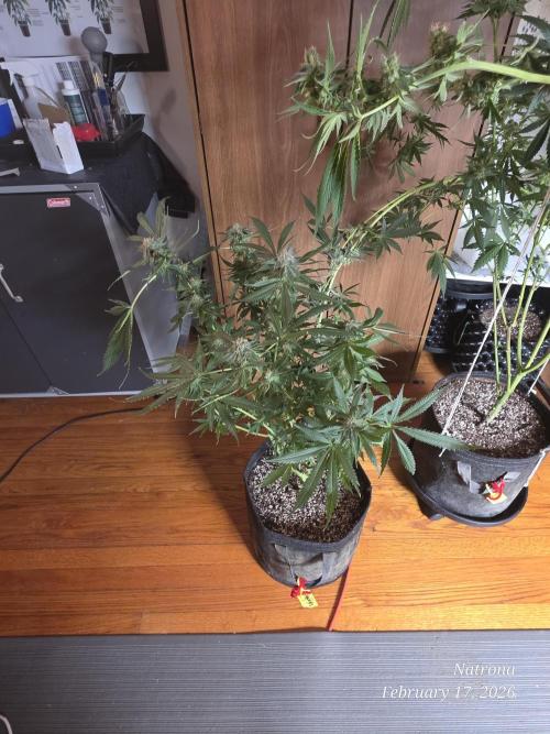 Straw-Trop Cherry Strng Seeds. Week 15