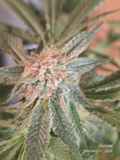 Straw-Trop Cherry Strng Seeds. Week 15