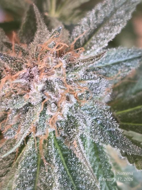 Straw-Trop Cherry Strng Seeds. Week 15