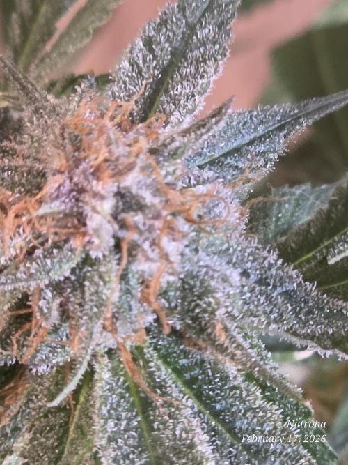 Straw-Trop Cherry Strng Seeds. Week 15