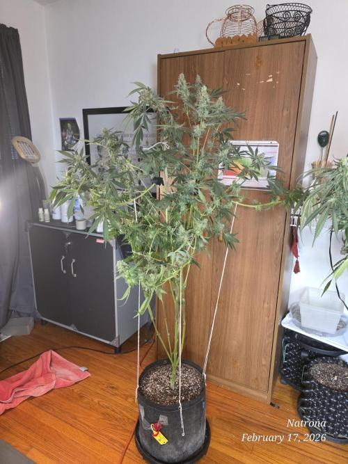 Straw-Trop Cherry Strng Seeds. Week 15