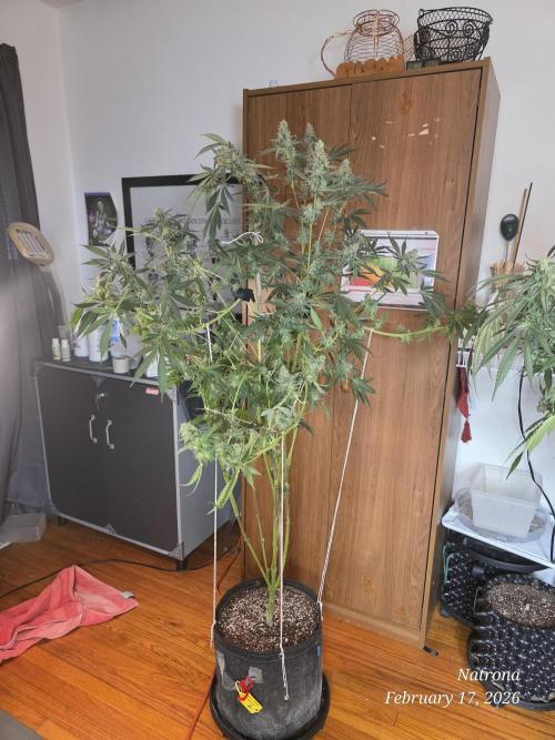 Straw-Trop Cherry Strng Seeds. Week 15