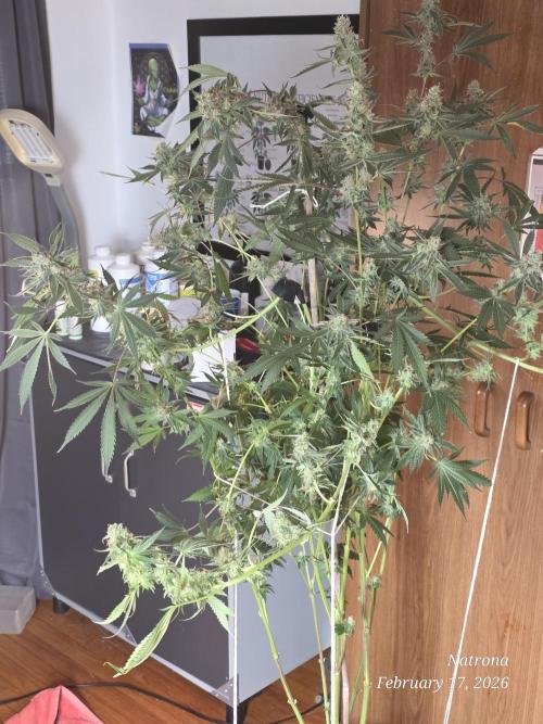 Straw-Trop Cherry Strng Seeds. Week 15