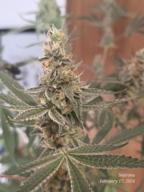 Straw-Trop Cherry Strng Seeds. Week 15