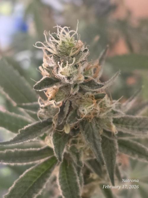 Straw-Trop Cherry Strng Seeds. Week 15