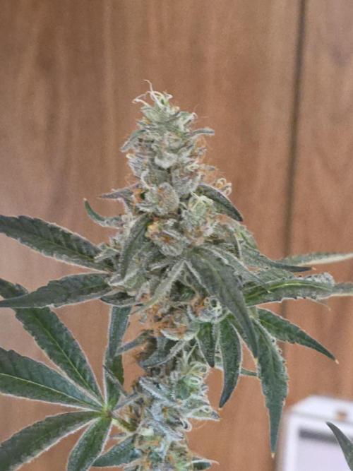 Straw-Trop Cherry Strng Seeds. Week 15