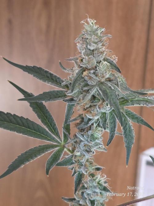 Straw-Trop Cherry Strng Seeds. Week 15