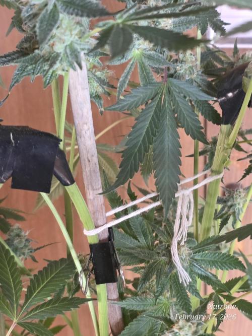 Straw-Trop Cherry Strng Seeds. Week 15