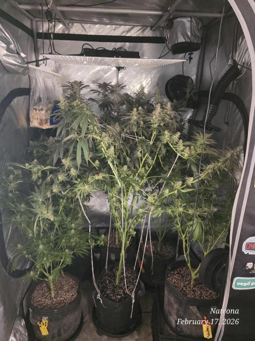 Straw-Trop Cherry Strng Seeds. Week 15