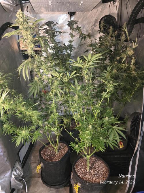 Straw-Lectric Lemonade Strng Seeds. Week 15