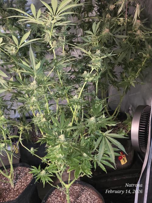 Straw-Lectric Lemonade Strng Seeds. Week 15