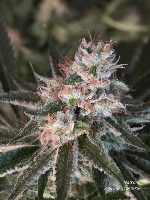 Straw-Lectric Lemonade Strng Seeds. Week 15