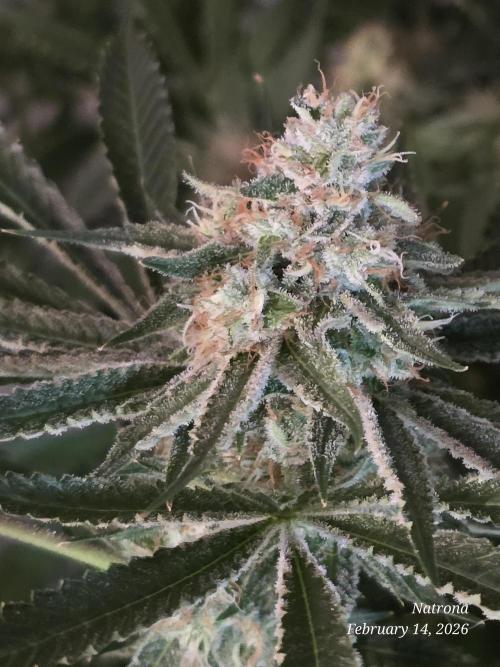 Straw-Lectric Lemonade Strng Seeds. Week 15