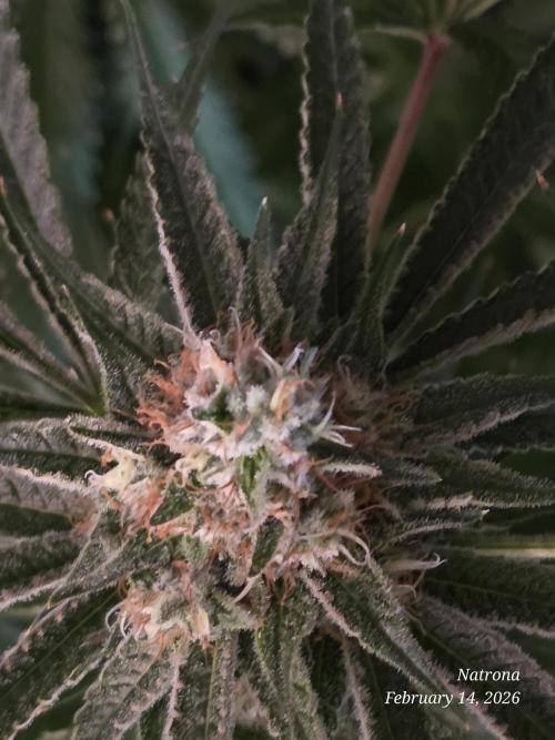 Straw-Lectric Lemonade Strng Seeds. Week 15