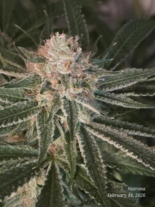 Straw-Lectric Lemonade Strng Seeds. Week 15