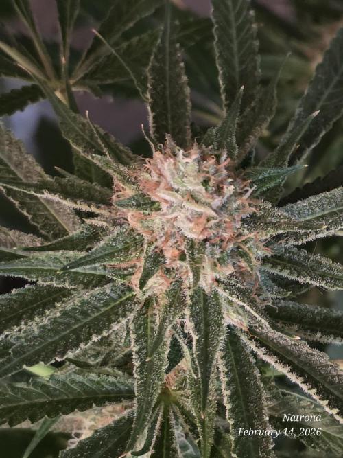 Straw-Lectric Lemonade Strng Seeds. Week 15