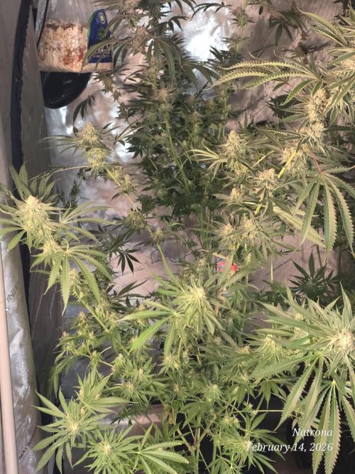 Straw-Lectric Lemonade Strng Seeds. Week 15