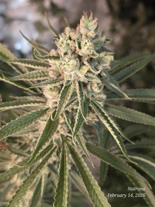 Straw-Lectric Lemonade Strng Seeds. Week 15