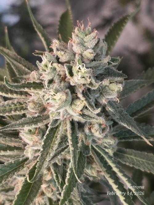 Straw-Lectric Lemonade Strng Seeds. Week 15