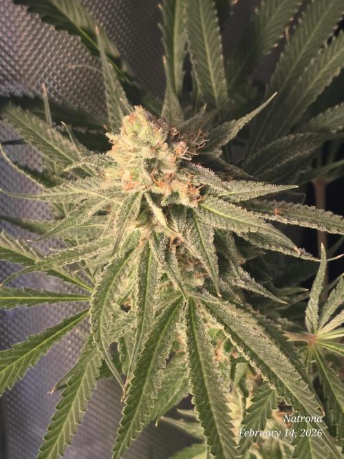 Straw-Lectric Lemonade Strng Seeds. Week 15