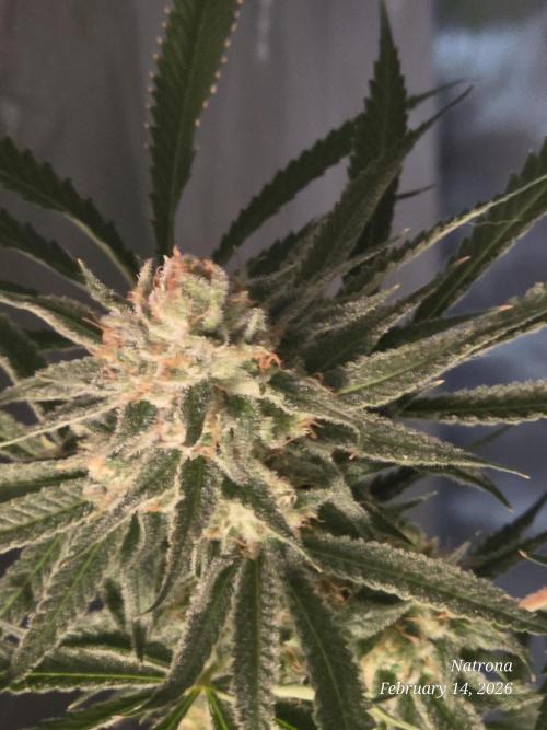 Straw-Lectric Lemonade Strng Seeds. Week 15