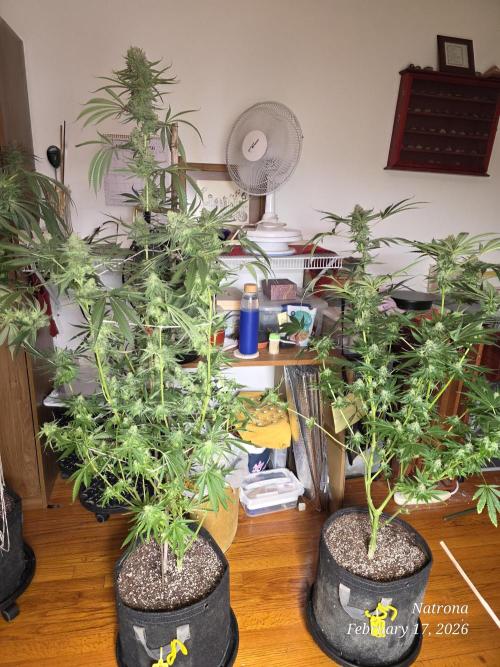 Straw-Lectric Lemonade Strng Seeds. Week 15
