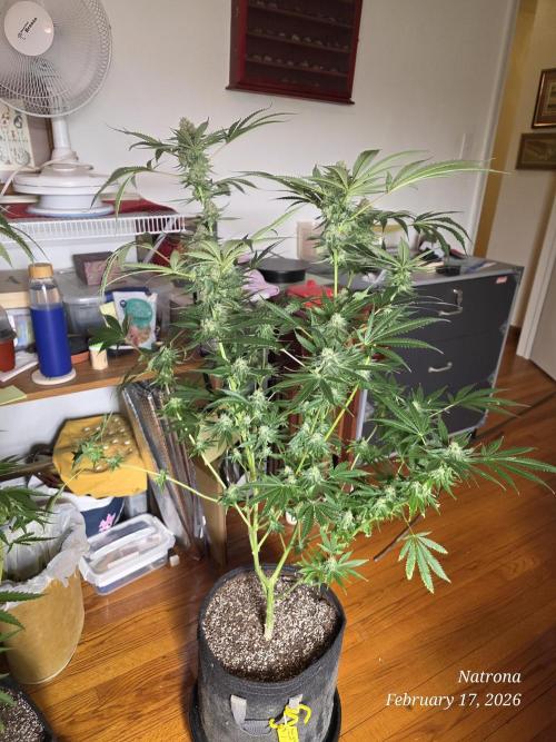 Straw-Lectric Lemonade Strng Seeds. Week 15