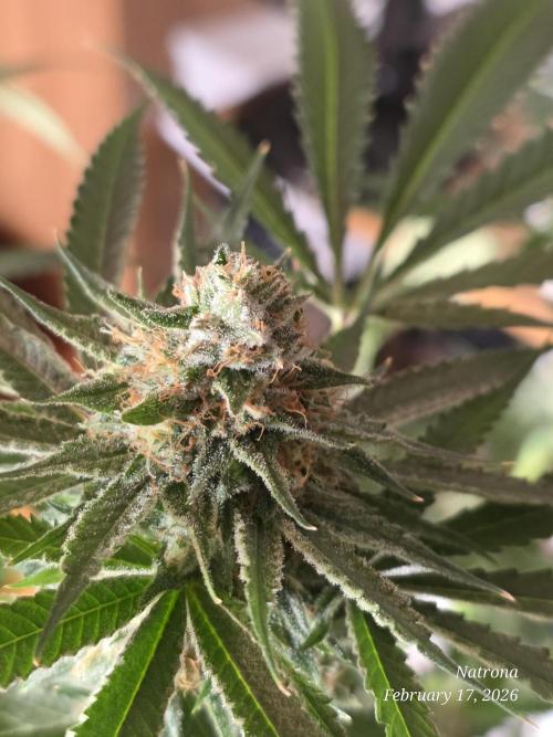 Straw-Lectric Lemonade Strng Seeds. Week 15