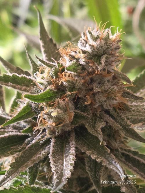 Straw-Lectric Lemonade Strng Seeds. Week 15