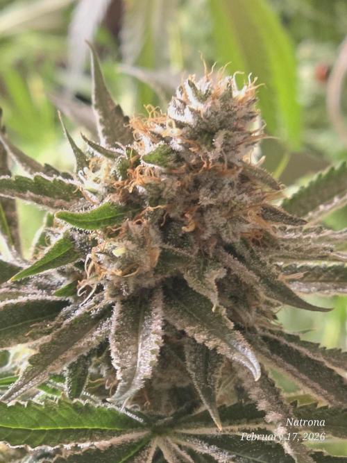 Straw-Lectric Lemonade Strng Seeds. Week 15