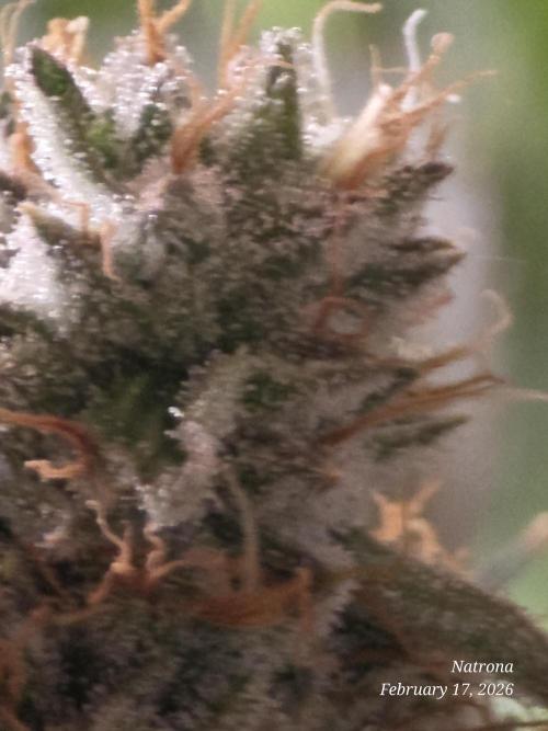 Straw-Lectric Lemonade Strng Seeds. Week 15