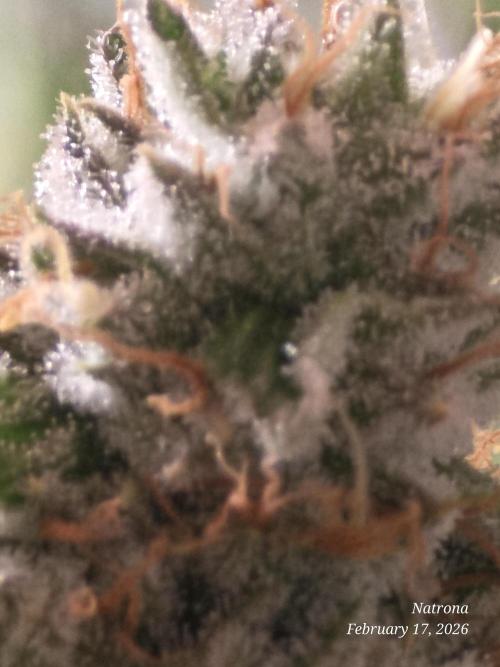 Straw-Lectric Lemonade Strng Seeds. Week 15