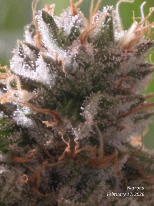 Straw-Lectric Lemonade Strng Seeds. Week 15