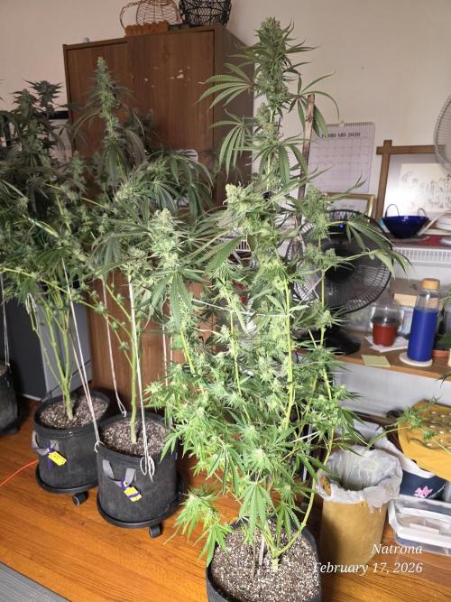 Straw-Lectric Lemonade Strng Seeds. Week 15