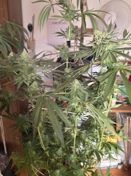 Straw-Lectric Lemonade Strng Seeds. Week 15