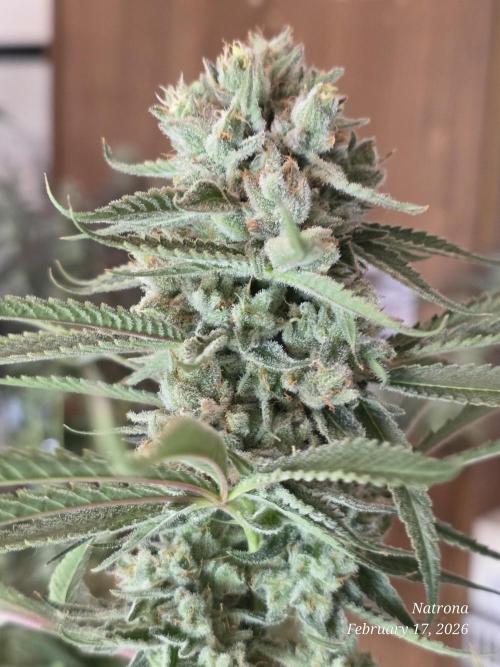 Straw-Lectric Lemonade Strng Seeds. Week 15