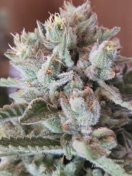 Straw-Lectric Lemonade Strng Seeds. Week 15