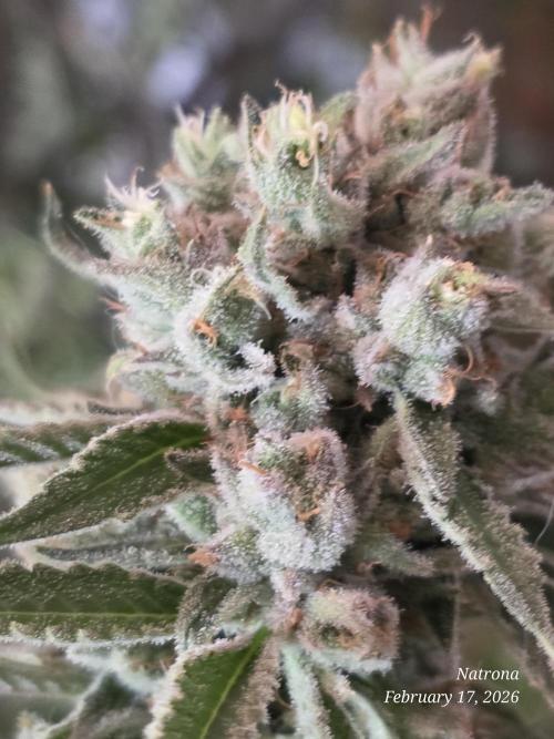 Straw-Lectric Lemonade Strng Seeds. Week 15