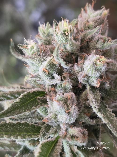 Straw-Lectric Lemonade Strng Seeds. Week 15