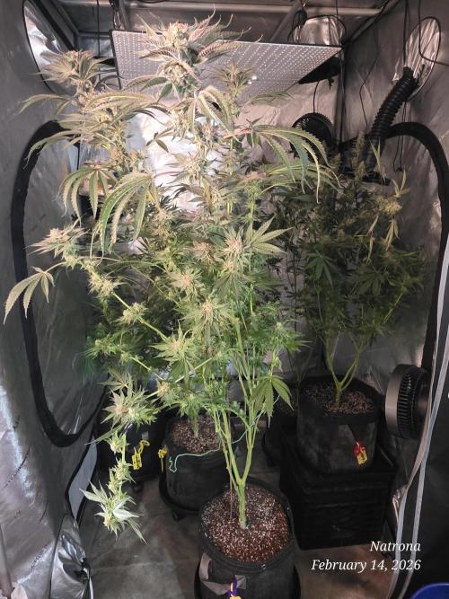 Strawberry Cadillac-Strng Seeds. Week 15