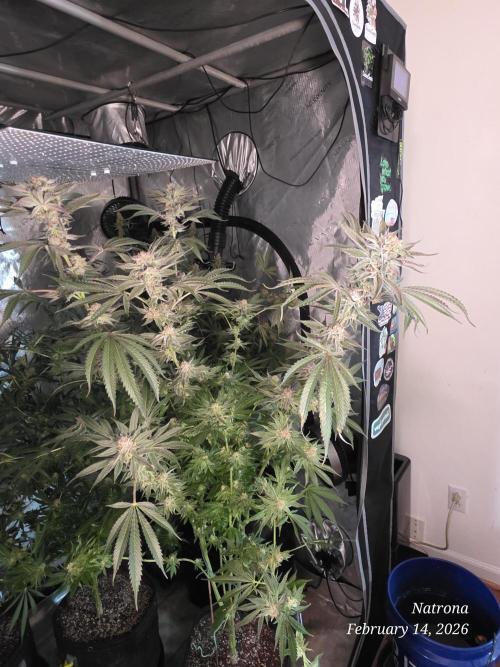 Strawberry Cadillac-Strng Seeds. Week 15