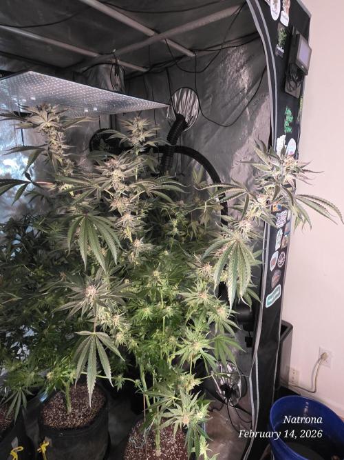 Strawberry Cadillac-Strng Seeds. Week 15