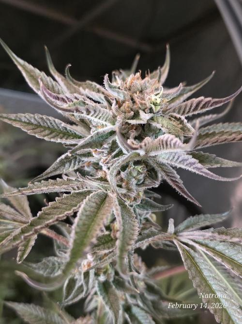 Strawberry Cadillac-Strng Seeds. Week 15