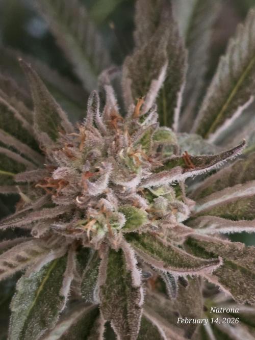 Strawberry Cadillac-Strng Seeds. Week 15