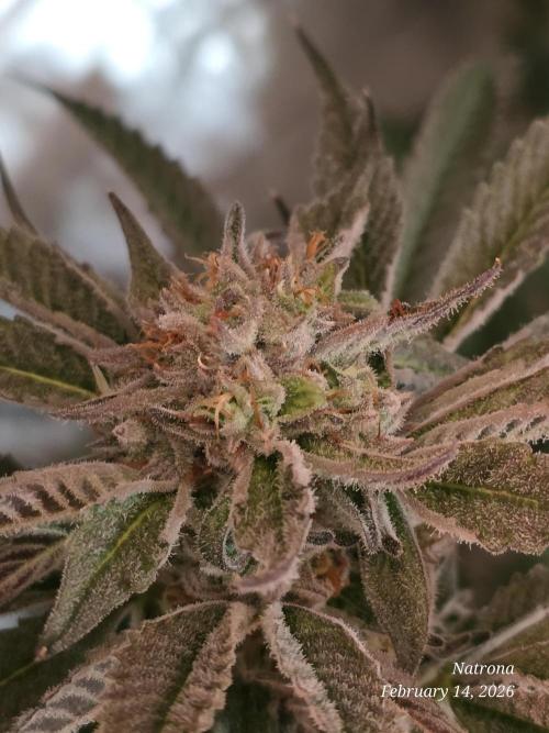 Strawberry Cadillac-Strng Seeds. Week 15