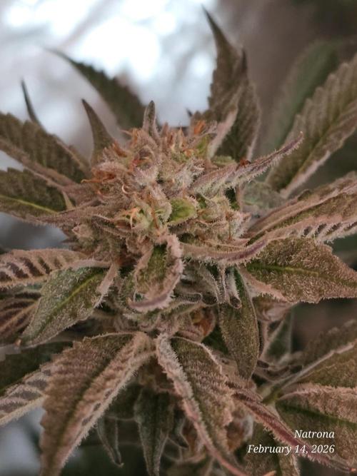 Strawberry Cadillac-Strng Seeds. Week 15